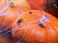 PAJĘCZYNA HALLOWEEN BIAŁA 20g